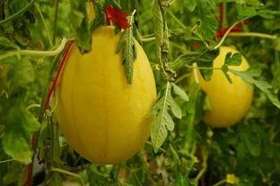 淮北吃瓜群,揭秘当地特色美食与生活趣事