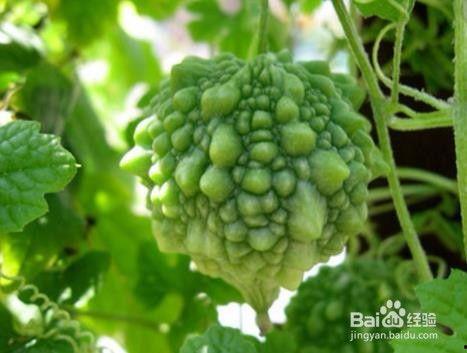 如何吃赖瓜,解锁健康美味新食尚