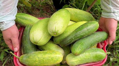 今天吃的瓜有点多