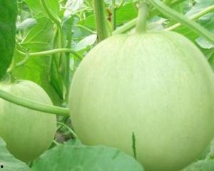 吃田瓜可以吃大葱吗,健康饮食新选择