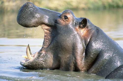 河马吃瓜搞怪视频,萌态十足引网友爆笑