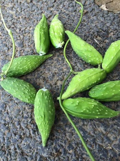 孕妇吃蛇瓜好吗,孕妇食用蛇瓜的利弊探讨