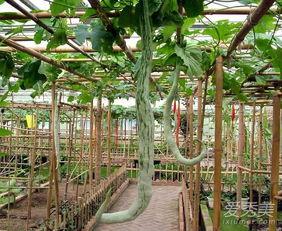 孕妇吃蛇瓜好吗,孕妇食用蛇瓜的利弊探讨