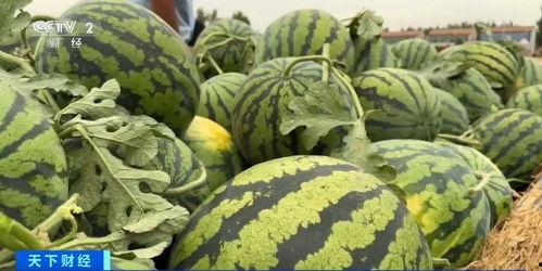 国家特级吃瓜专员