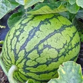 国家特级吃瓜专员