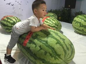 吃瓜群众小王1,揭秘吃瓜群众的独特视角