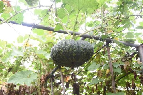 青藤之恋吃瓜模式,揭秘校园恋爱背后的“吃瓜”风云