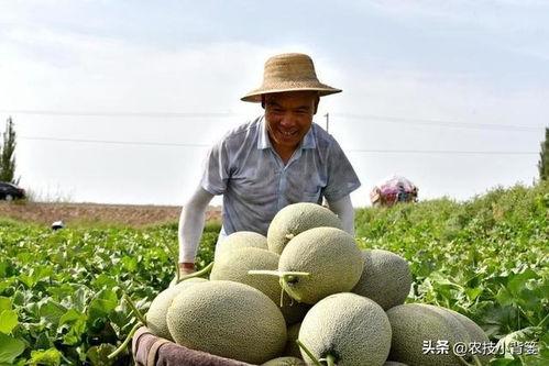 吃瓜应该怎么发,揭秘网络围观的力量