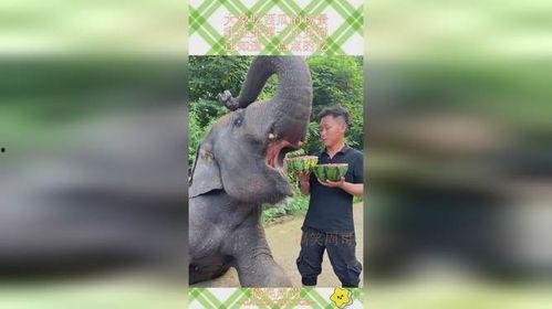 吃瓜的大象,吃瓜大象的趣味日常