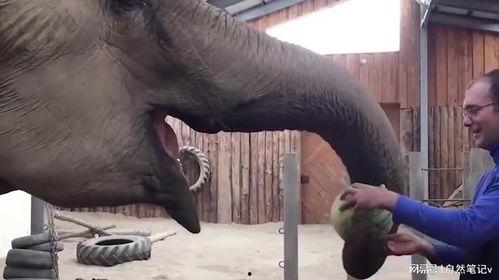 吃瓜的大象,吃瓜大象的趣味日常