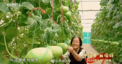 教师宿舍吃瓜,揭秘校园生活点滴