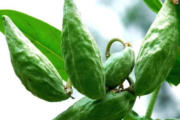 光禄牛牛吃瓜,光禄牛牛的瓜田奇遇记