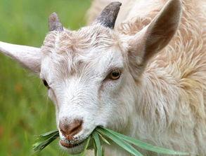 羊可以吃方瓜,营养丰富的绿色食材