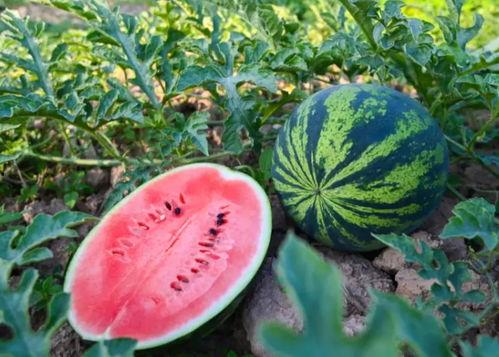 吃瓜汾阳,探寻民间美食与民俗风情