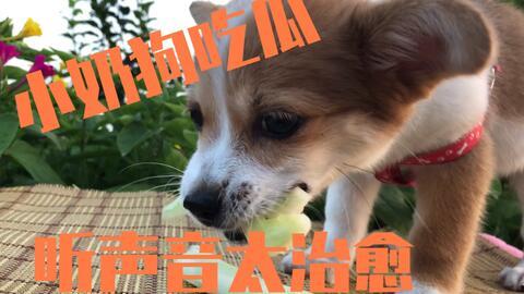 小狗也喜欢吃瓜,小狗也爱尝鲜