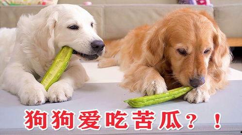 小狗也喜欢吃瓜,小狗也爱尝鲜