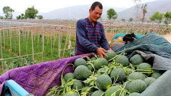 太仓市吃瓜群众,揭秘当地生活百态