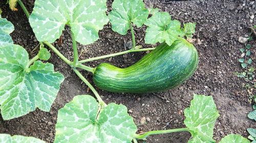 瓠瓜头怎么吃,解锁健康营养新境界