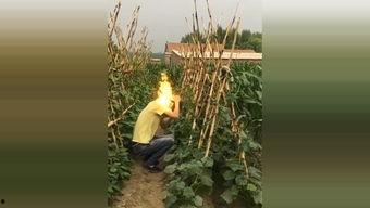 吃瓜朵拉,揭秘娱乐圈的甜蜜与苦涩