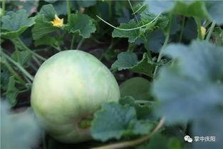 庆阳吃瓜的团,揭秘当地特色美食之旅