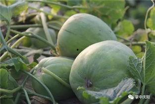 庆阳吃瓜的团,揭秘当地特色美食之旅