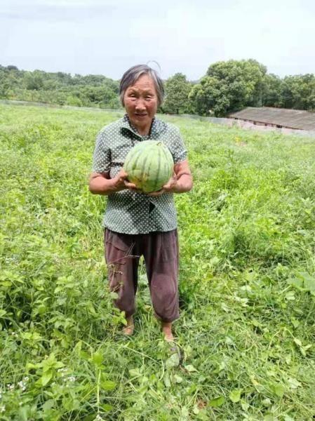 温暖人心吃瓜送清凉,吃瓜送清凉，共享清凉时光