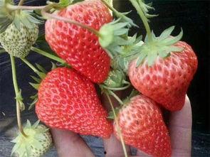 草莓瓜可以吃吗,美味可口的天然水果，你了解多少？