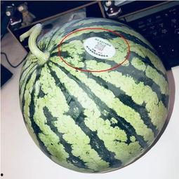 礼县网红吃瓜,揭秘网络红人的幕后生活