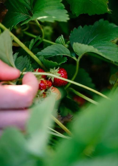 抖音草莓宝宝吃瓜,抖音萌娃萌态十足