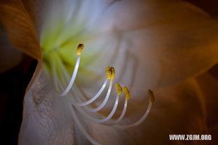 男人梦见摘瓜吃,男子摘瓜食果的奇幻之旅