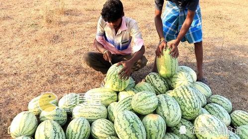 男人梦见摘瓜吃,男子摘瓜食果的奇幻之旅