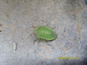 臭屁虫吃瓜尖,臭屁虫的瓜尖美食之旅