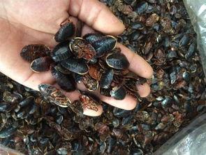 臭屁虫吃瓜尖,臭屁虫的瓜尖美食之旅