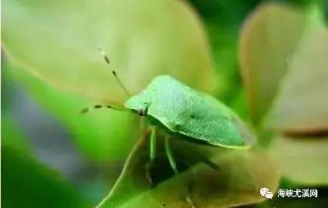 臭屁虫吃瓜尖,臭屁虫的瓜尖美食之旅
