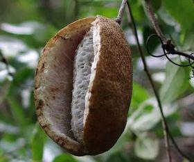 吃八月瓜禁忌,健康饮食的注意事项