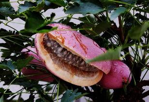 吃八月瓜禁忌,健康饮食的注意事项