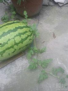 无敌吃瓜网站,揭秘娱乐圈幕后真相，带你领略娱乐界的风云变幻