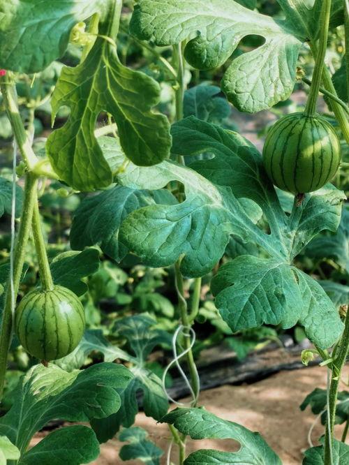 反人类避雷吃瓜