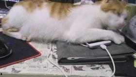 惊雷吃瓜吗,揭秘娱乐圈最新热点事件