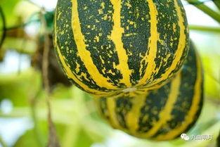 吃瓜歌张光昌你吃瓜什么瓜,你吃瓜，我品瓜，瓜中藏着人生百态