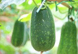 瓜娄种子可以吃吗,美味还是危险？揭秘食用真相