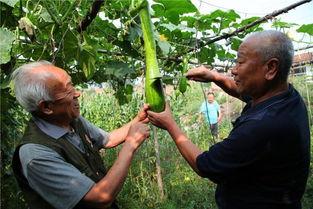 农村吃瓜怎么摘,轻松学会如何摘取美味瓜果