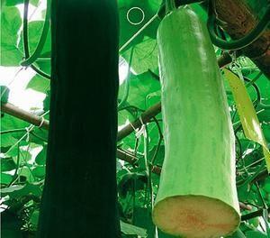 农村吃瓜怎么摘,轻松学会如何摘取美味瓜果