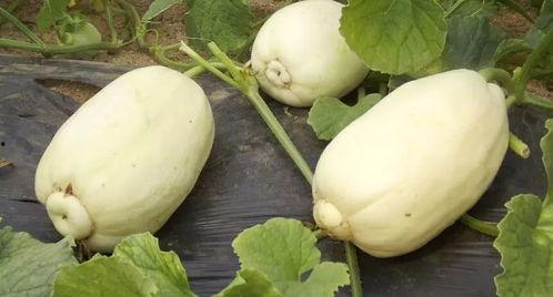 潍坊青州吃瓜情报,潍坊青州特色吃瓜情报大盘点