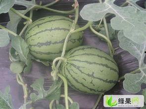 潍坊青州吃瓜情报,潍坊青州特色吃瓜情报大盘点