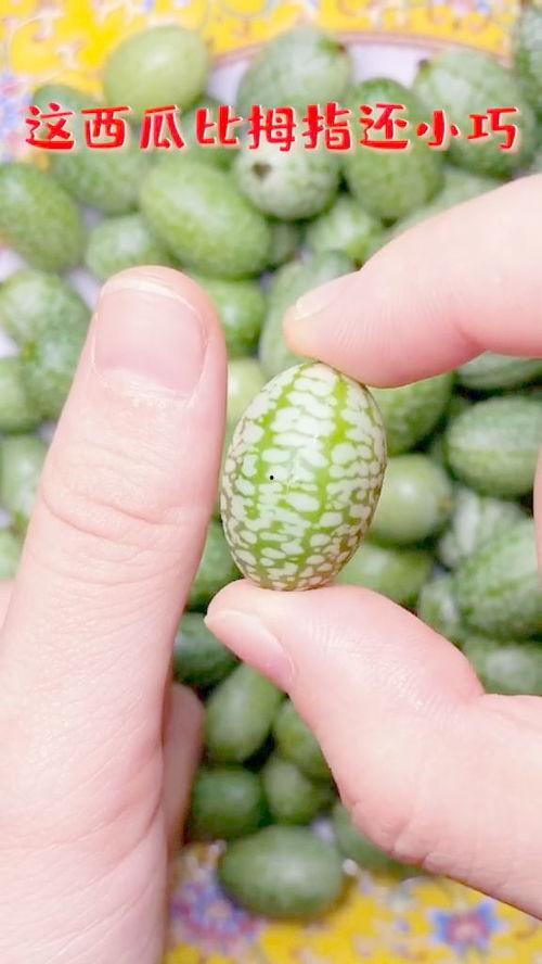 口臭吃瓜,揭秘口腔异味背后的秘密与应对策略