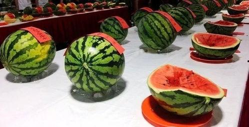 杨弯梁吃瓜,揭秘娱乐圈幕后故事