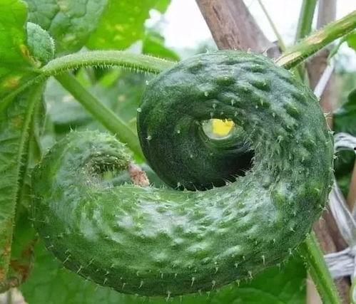 杨弯梁吃瓜,揭秘娱乐圈幕后故事