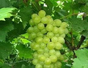 梦见吃瓜吃葡萄,瓜果飘香，品味梦境中的甜蜜滋味