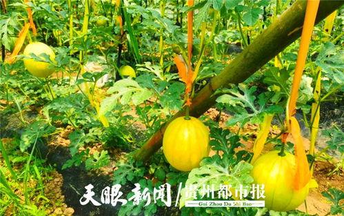 道具 沙滩吃瓜,尽享夏日吃瓜时光